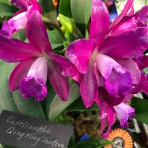 Meet your Posher, Lara